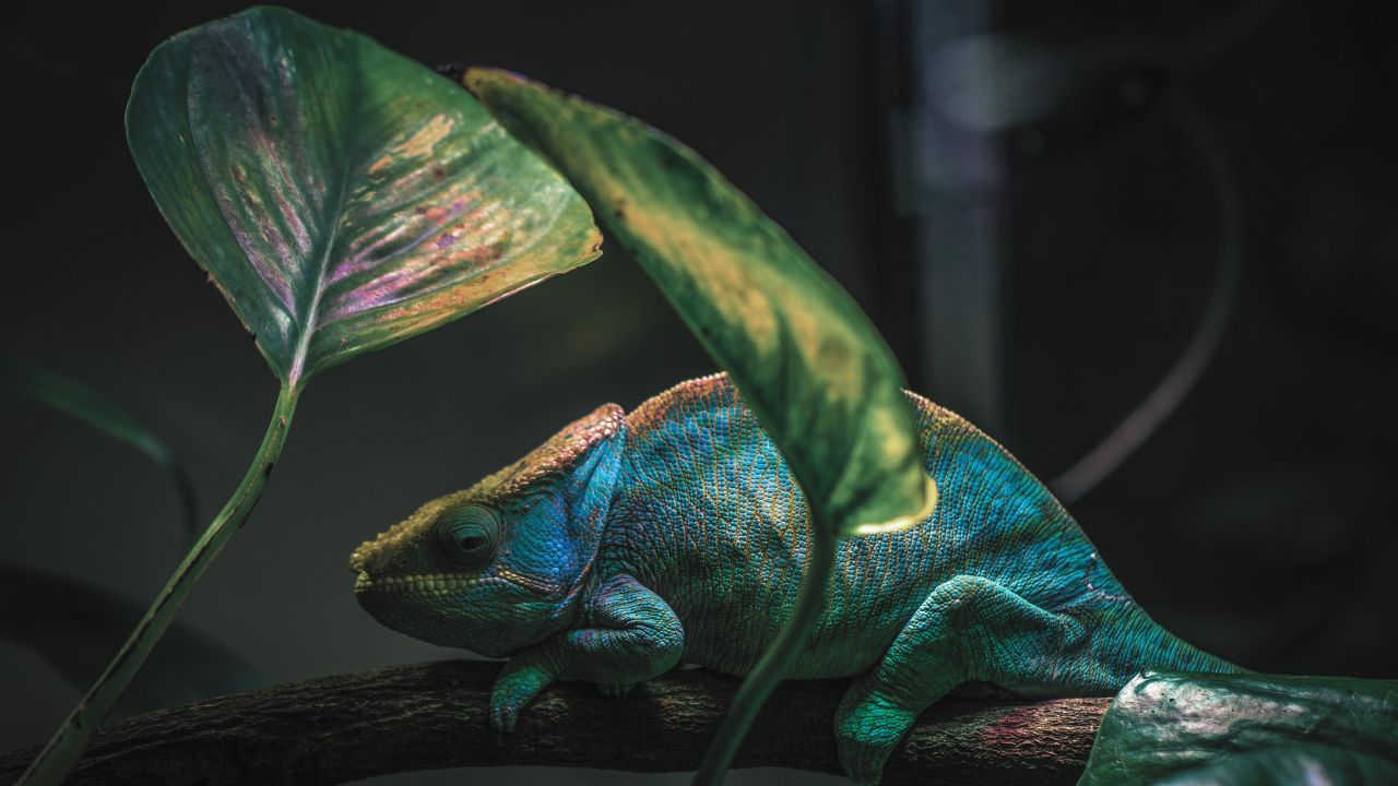 Android Chameleon